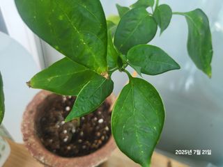 강정아님의 고추 · 병해충상담 작성글 사진