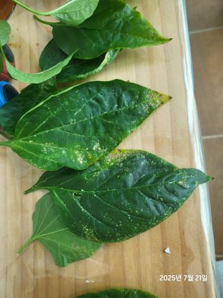 강정아님의 고추 · 병해충상담 작성글 사진