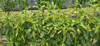 전성진님의 고추 · 병해충상담 작성글 사진