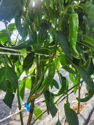 kis님의 고추 · 병해충상담 작성글 사진