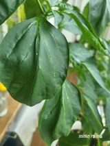 팜모닝 고추·병해충상담 게시글 이미지