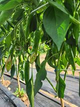 팜모닝 기타작물·병해충상담 게시글 이미지