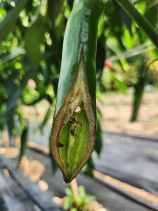 kis님의 고추 · 병해충상담 작성글 사진