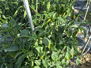 게으른농부님의 고추 · 병해충상담 작성글 사진