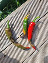 팜모닝 고추·병해충상담 게시글 이미지