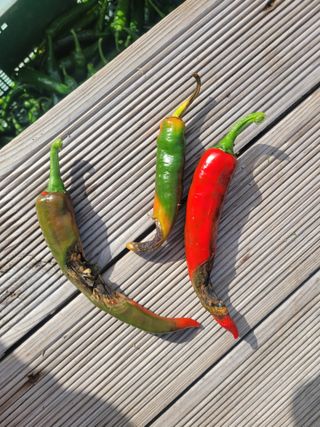 이만철님의 고추 · 병해충상담 작성글 사진