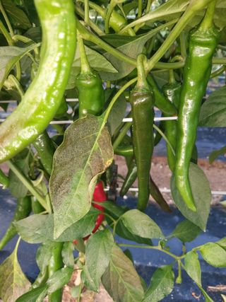 박태원님의 고추 · 병해충상담 작성글 사진