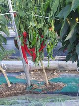 팜모닝 고추·병해충상담 게시글 이미지