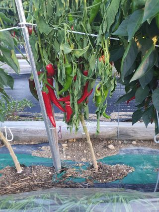 서툰 농부짱님의 고추 · 병해충상담 작성글 사진