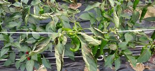 별똥별님의 고추 · 병해충상담 작성글 사진