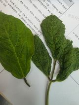 팜모닝 콩·병해충상담 게시글 이미지