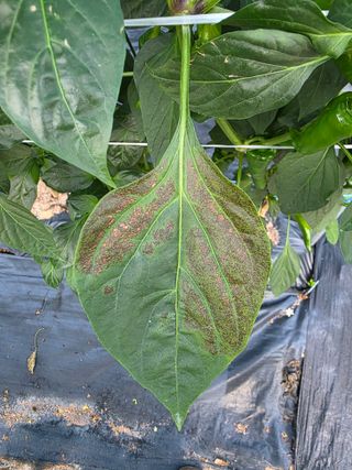 곽순영 님의 고추 · 병해충상담 작성글 사진