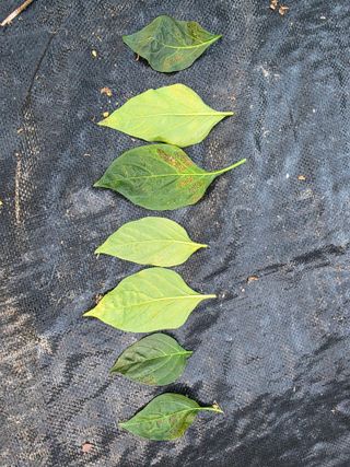 곽순영 님의 고추 · 병해충상담 작성글 사진