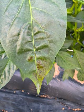 곽순영 님의 고추 · 병해충상담 작성글 사진