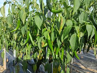 게으른농부님의 고추 · 병해충상담 작성글 사진