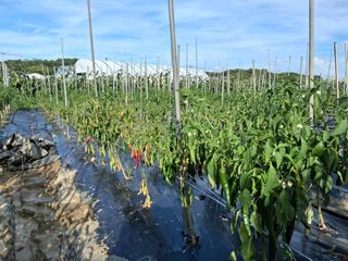 게으른농부님의 고추 · 병해충상담 작성글 사진