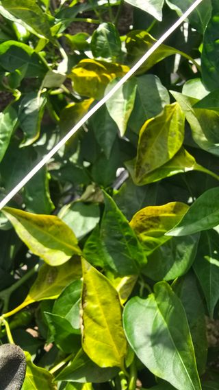 하재은님의 고추 · 병해충상담 작성글 사진