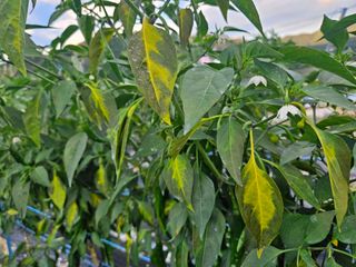 까칠이님의 고추 · 병해충상담 작성글 사진