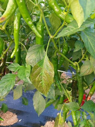 박태원님의 고추 · 병해충상담 작성글 사진