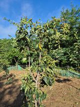 팜모닝 감·병해충상담 게시글 이미지