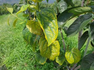 포항태추감님의 감 · 병해충상담 작성글 사진