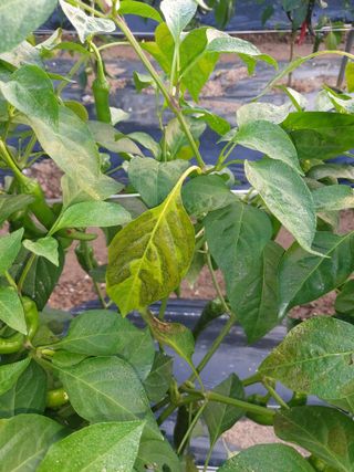 박태원님의 고추 · 병해충상담 작성글 사진