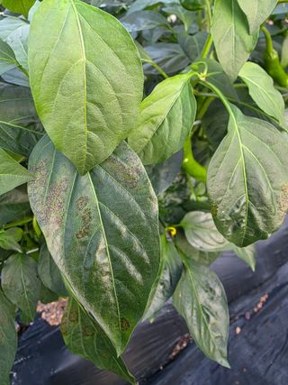 곽순영 님의 고추 · 병해충상담 작성글 사진