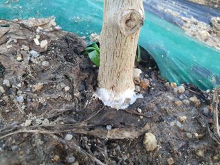 서툰 농부짱님의 고추 · 병해충상담 작성글 사진