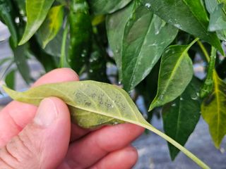 까칠이님의 고추 · 병해충상담 작성글 사진