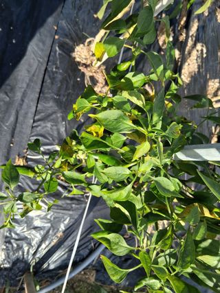 게으른농부님의 고추 · 병해충상담 작성글 사진