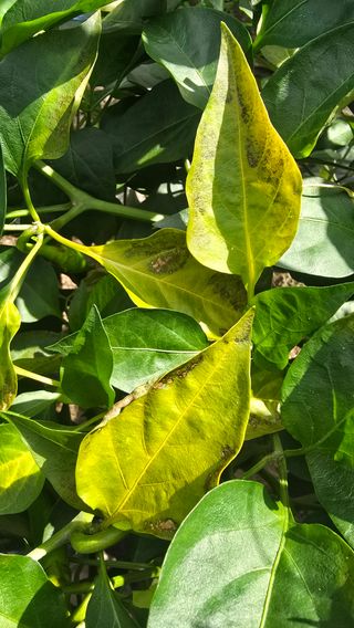 하재은님의 고추 · 병해충상담 작성글 사진