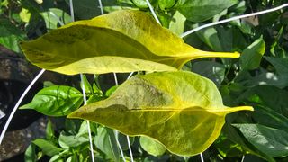 하재은님의 고추 · 병해충상담 작성글 사진