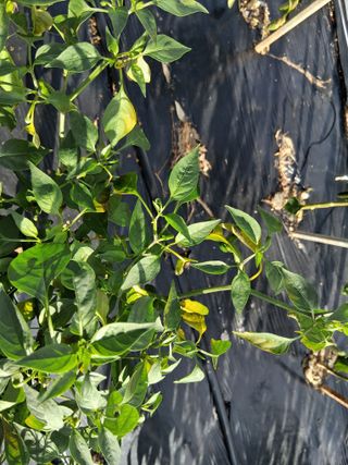 게으른농부님의 고추 · 병해충상담 작성글 사진