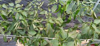 별똥별님의 고추 · 병해충상담 작성글 사진