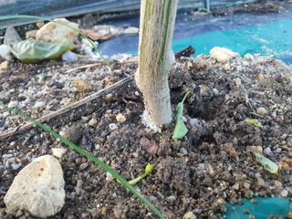 서툰 농부짱님의 고추 · 병해충상담 작성글 사진