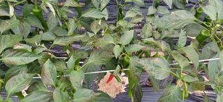 별똥별님의 고추 · 병해충상담 작성글 사진