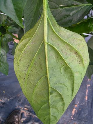 곽순영 님의 고추 · 병해충상담 작성글 사진