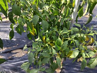 게으른농부님의 고추 · 병해충상담 작성글 사진