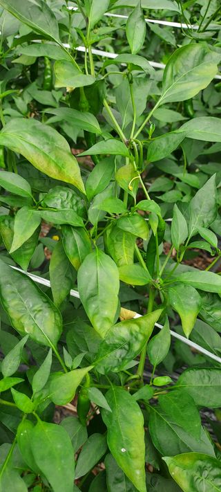 땅땅콩님의 고추 · 병해충상담 작성글 사진