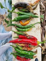 팜모닝 고추·병해충상담 게시글 이미지