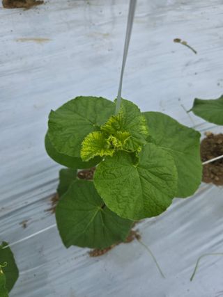 행복이맘님의 기타작물 · 병해충상담 작성글 사진