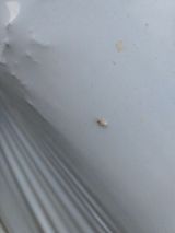 팜모닝 기타작물·병해충상담 게시글 이미지