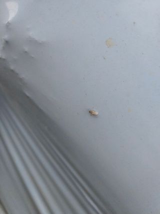 행복이맘님의 기타작물 · 병해충상담 작성글 사진