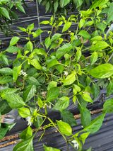 팜모닝 고추·병해충상담 게시글 이미지