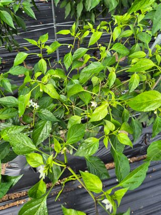 이금범님의 고추 · 병해충상담 작성글 사진