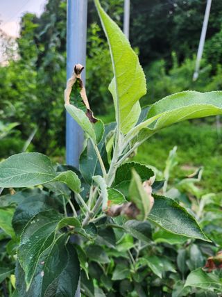 행복농원님의 사과 · 병해충상담 작성글 사진