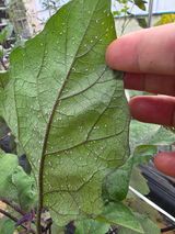 팜모닝 오이·병해충상담 게시글 이미지