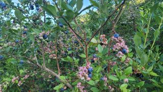 여우내 이순홍님의 블루베리 · 병해충상담 작성글 사진