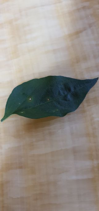 강관규님의 고추 · 병해충상담 작성글 사진