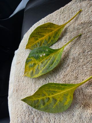 장호덕님의 고추 · 병해충상담 작성글 사진